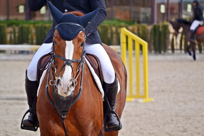 Top: 7 Different Types of Horse Riding Saddles